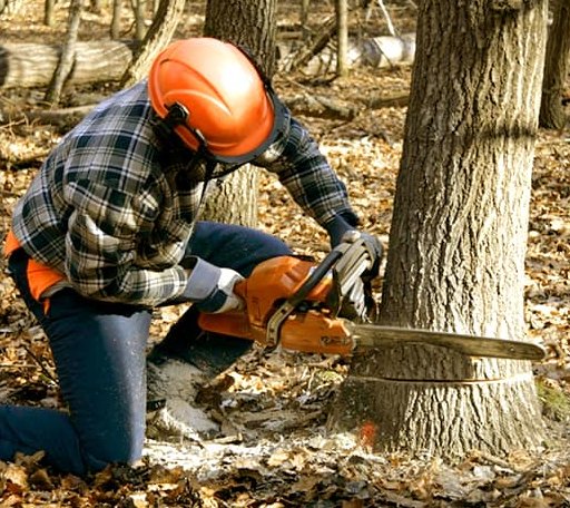 Tree Removal in Bedias, TX